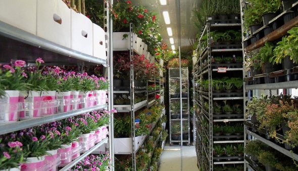 Uitgebreide geconditioneerde carrosserie voor bloemen en planten transport